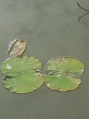 Nelumbo nucifera