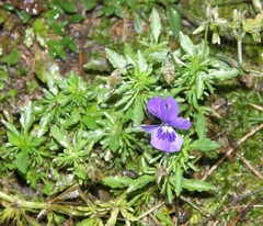 Viola declinata