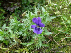 Viola declinata