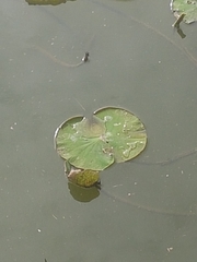 Nelumbo nucifera
