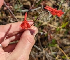 Delphinium nudicaule