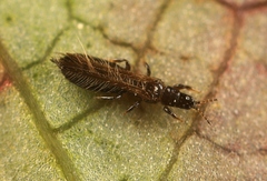 Limothrips cerealium