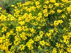Coronilla valentina glauca