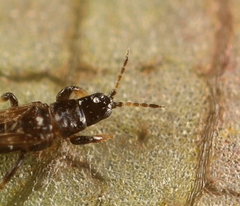 Limothrips cerealium