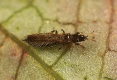 Limothrips cerealium