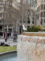 Larus michahellis