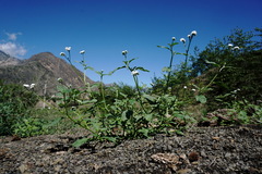 Heliotropium styligerum