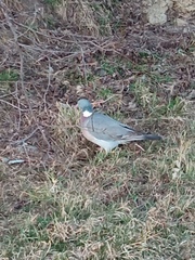 Columba palumbus