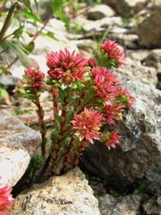 Sedum tenellum