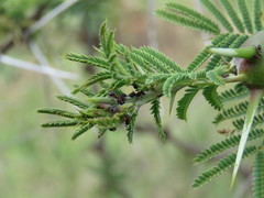 Crematogaster mimosae
