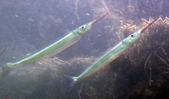 Hyporhamphus