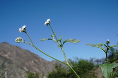 Heliotropium styligerum