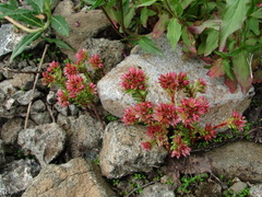 Sedum tenellum