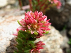 Sedum tenellum