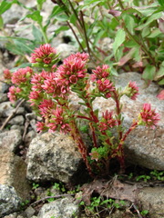 Sedum tenellum