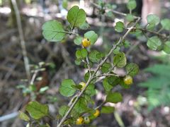 Coprosma spathulata spathulata