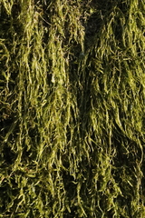 Hypnum cupressiforme filiforme