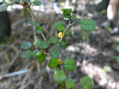 Coprosma spathulata spathulata
