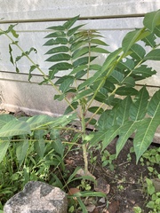 Ailanthus altissima