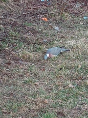 Columba palumbus