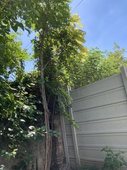 Ailanthus altissima