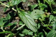 Heliotropium styligerum