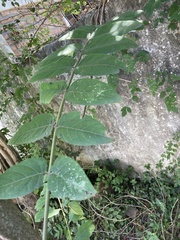Ailanthus altissima