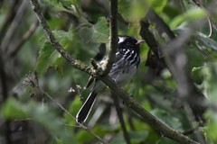 Anairetes reguloides