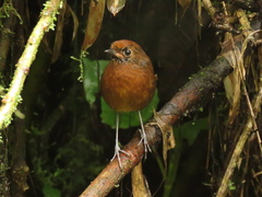 Grallaria alvarezi