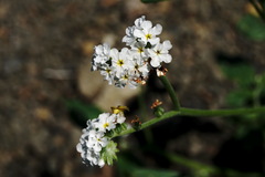 Heliotropium styligerum