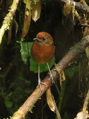 Grallaria alvarezi