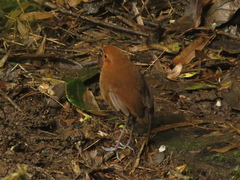 Grallaria alvarezi