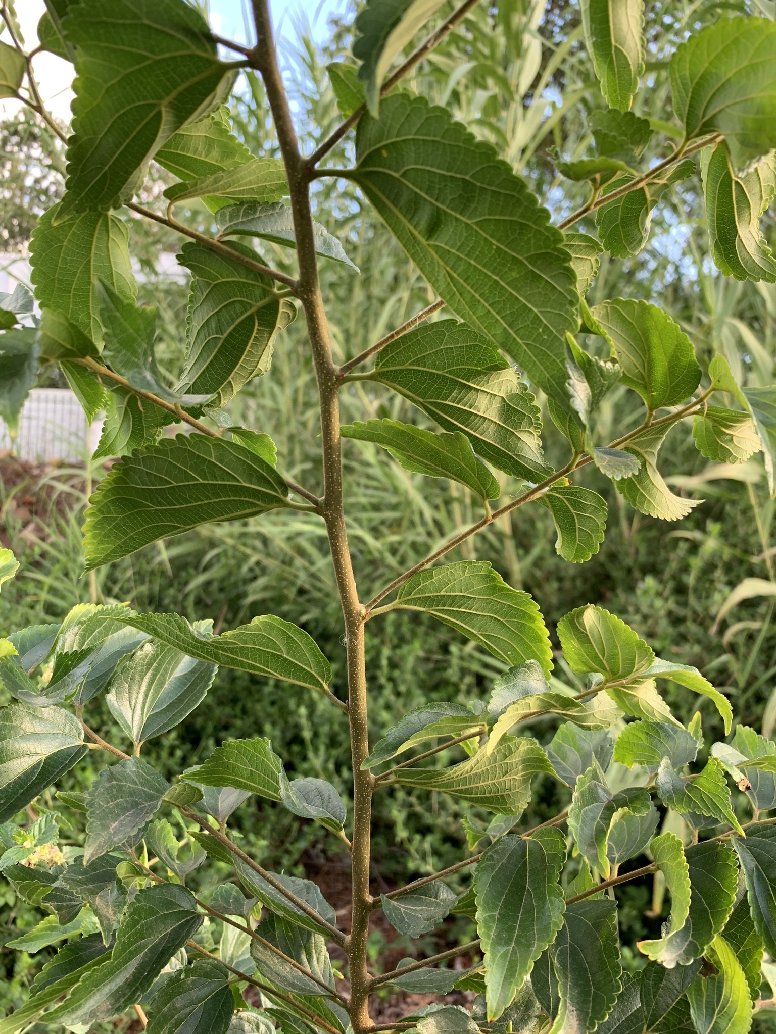 White Stinkwood (Celtis africana)