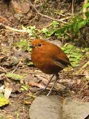 Grallaria alvarezi
