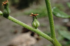 Heliotropium styligerum