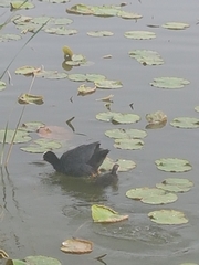 Fulica atra