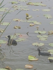 Fulica atra