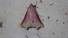 Rhododactyla semirosea