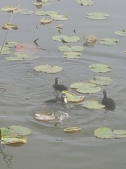 Fulica atra