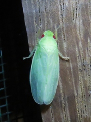 Chloronana