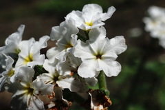 Heliotropium styligerum