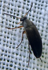 Anaspis