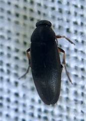 Anaspis