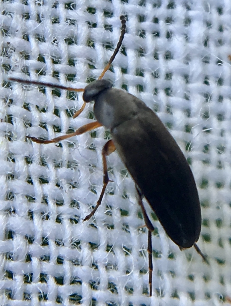 Anaspis garneysi