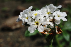 Heliotropium styligerum