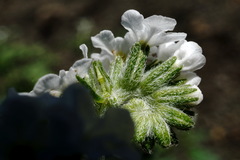 Heliotropium styligerum