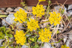 Isatis tinctoria