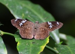 Celaenorrhinus similis