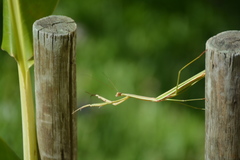 Tenodera superstitiosa