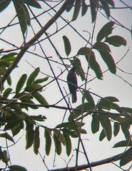 Campephaga phoenicea